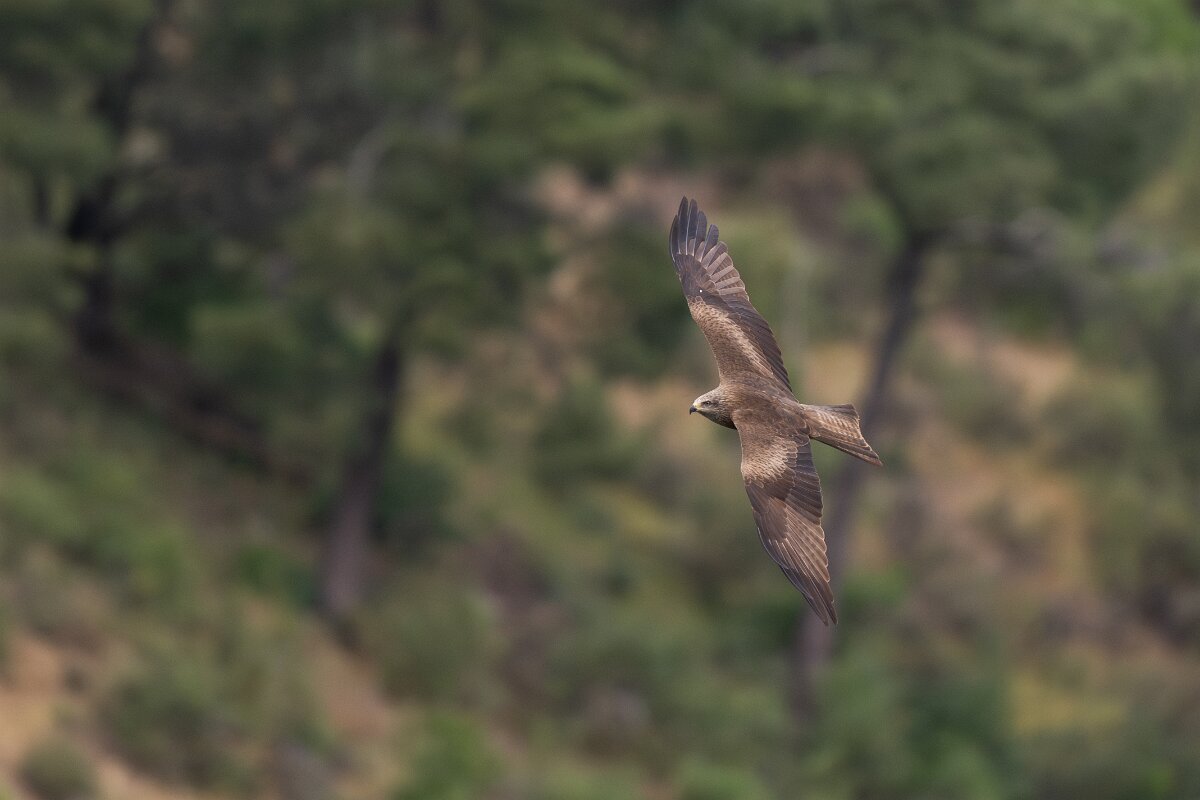 DPPhotography - Extremadura - Black kite - L.jpg - Black kite - Peña Falcon, Monfragüe