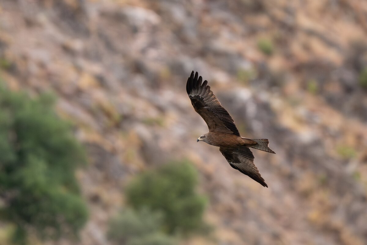 DPPhotography - Extremadura - Black kite - P.jpg - Black kite - Peña Falcon, Monfragüe