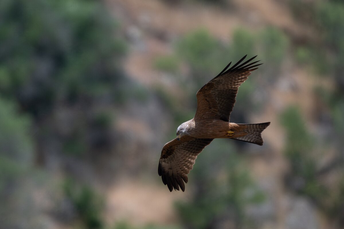 DPPhotography - Extremadura - Black kite - S.jpg - Black kite - Puentes de Don Francisco, Embalse de José María de Oriol
