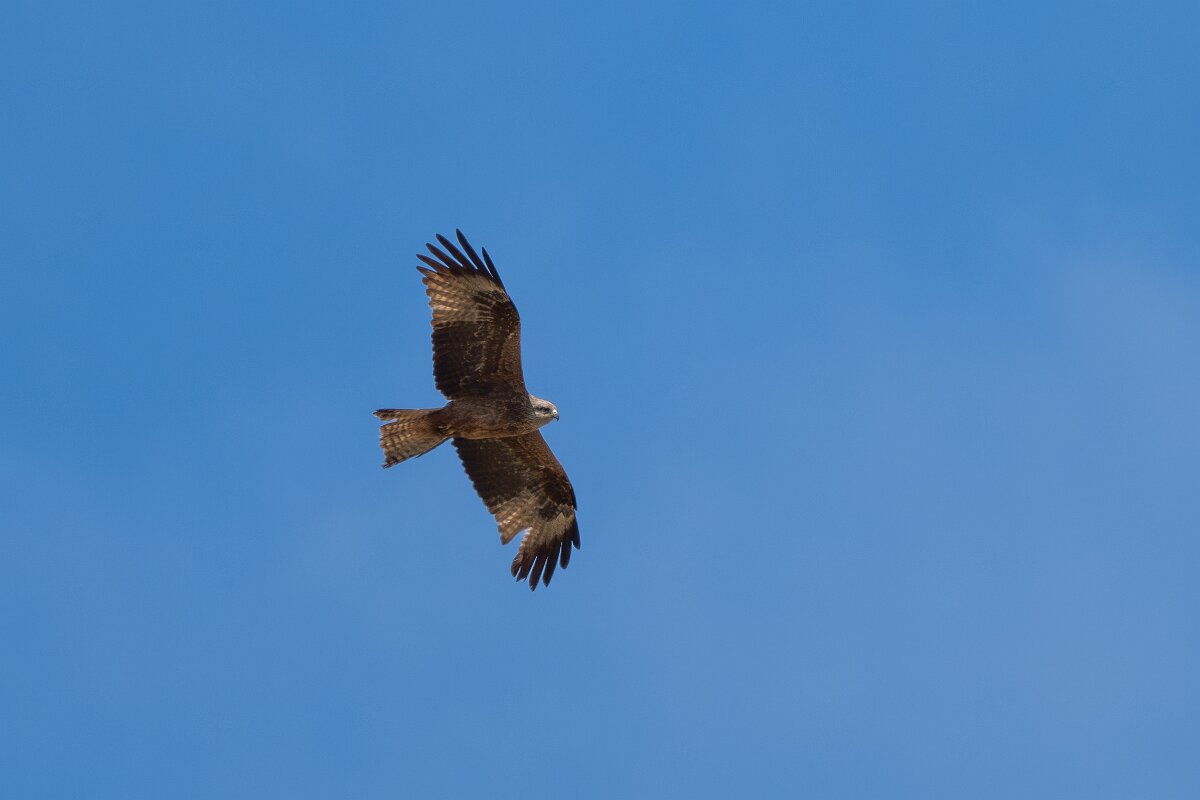DPPhotography - Extremadura - Black kite - V.jpg - Black kite - Puentes de Don Francisco, Embalse de José María de Oriol