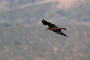 DPPhotography - Extremadura - Black kite - A
