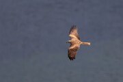 DPPhotography - Extremadura - Black kite - C