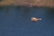 DPPhotography - Extremadura - Black kite - D