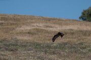 DPPhotography - Extremadura - Black kite - G