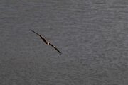 DPPhotography - Extremadura - Black kite - H