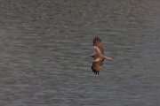 DPPhotography - Extremadura - Black kite - I