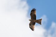 DPPhotography - Extremadura - Black kite - Q