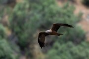 DPPhotography - Extremadura - Black kite - R
