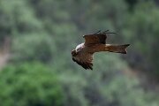DPPhotography - Extremadura - Black kite - T