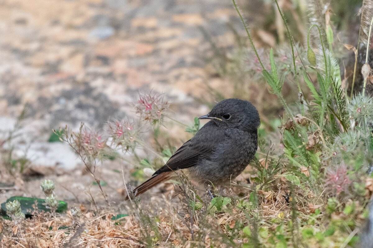 DPPhotography - Extremadura - Black redstart - C.jpg - Black redstart - Castillo de Monfrague, Extremadura