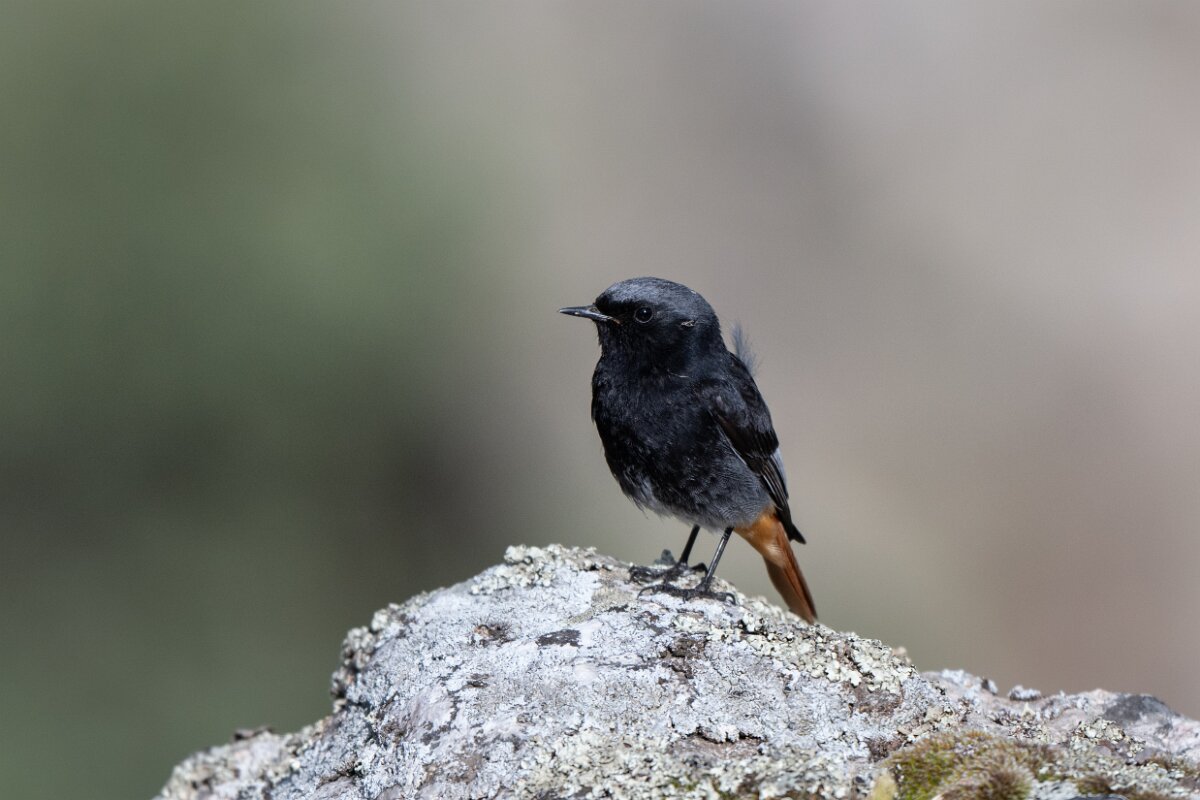 DPPhotography - Extremadura - Black redstart - E.jpg - Black redstart - Peña Falcon, Monfragüe