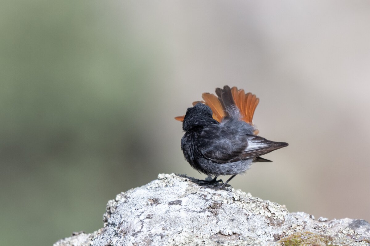DPPhotography - Extremadura - Black redstart - F.jpg - Black redstart - Peña Falcon, Monfragüe