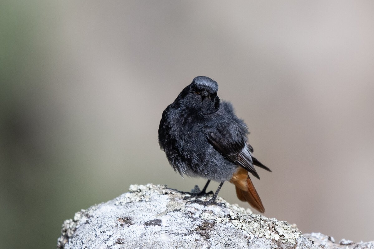 DPPhotography - Extremadura - Black redstart - H.jpg - Black redstart - Peña Falcon, Monfragüe