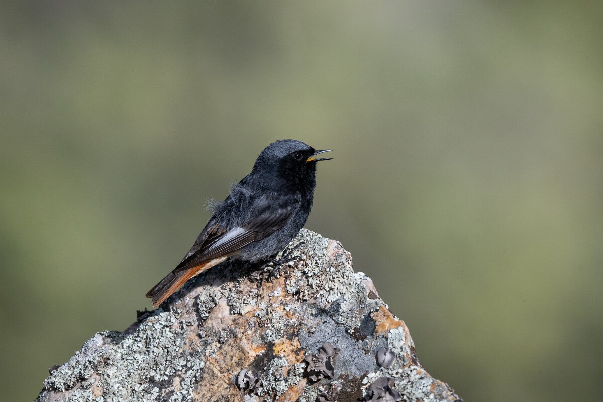 DPPhotography - Extremadura - Black redstart - L.jpg - Black redstart - Peña Falcon, Monfragüe