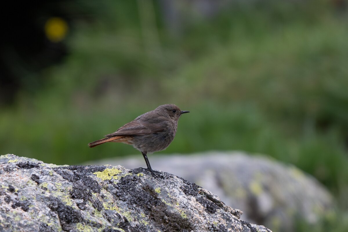 DPPhotography - Extremadura - Black redstart - N.jpg - Black redstart - Plataforma de Gredos, Castilla y León