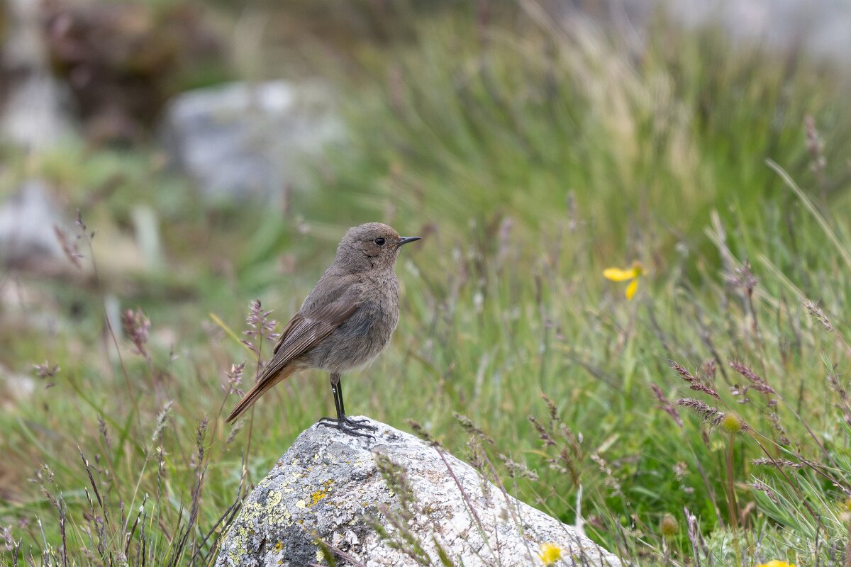 DPPhotography - Extremadura - Black redstart - P.jpg - Black redstart - Plataforma de Gredos, Castilla y León