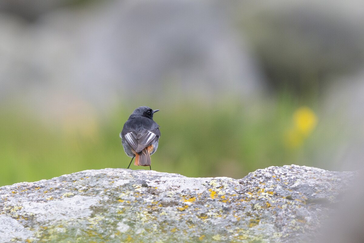 DPPhotography - Extremadura - Black redstart - Q.jpg - Black redstart - Plataforma de Gredos, Castilla y León