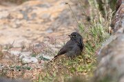 DPPhotography - Extremadura - Black redstart - A