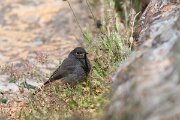 DPPhotography - Extremadura - Black redstart - B
