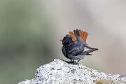 DPPhotography - Extremadura - Black redstart - F
