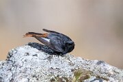 DPPhotography - Extremadura - Black redstart - I