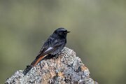 DPPhotography - Extremadura - Black redstart - K