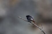 DPPhotography - Extremadura - Black redstart - M