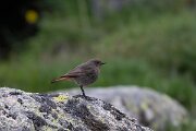 DPPhotography - Extremadura - Black redstart - N