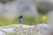 DPPhotography - Extremadura - Black redstart - Q