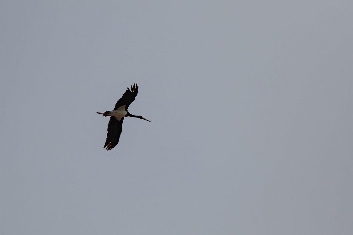 DPPhotography - Andalucia - Black stork - A.jpg - Black stork - Sierra de Andújar