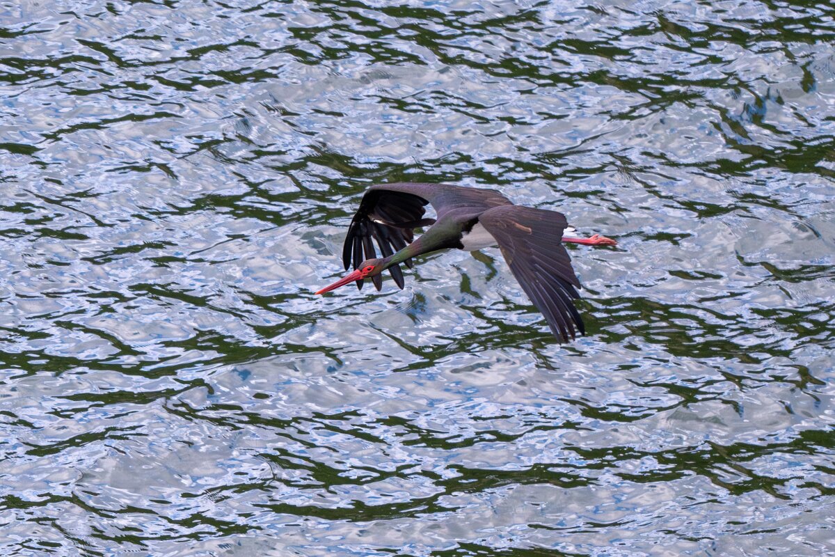 DPPhotography - Extremadura - Black stork - B.jpg - Black stork - Peña Falcon, Monfragüe