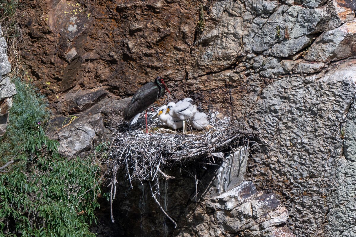 DPPhotography - Extremadura - Black stork - D.jpg - Black stork - Peña Falcon, Monfragüe
