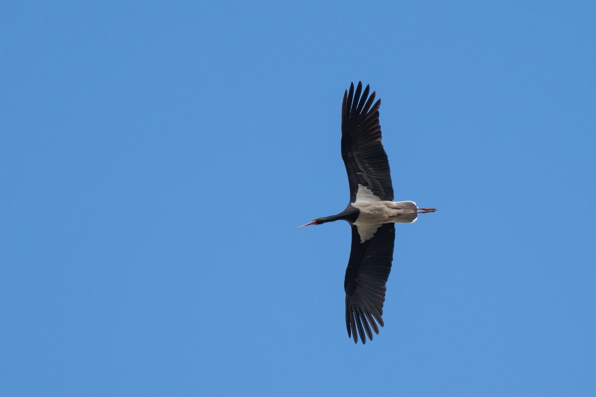 DPPhotography - Extremadura - Black stork - I.jpg - Black stork - Portilla del Tietar, Extremadura