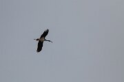 DPPhotography - Andalucia - Black stork - A