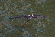 DPPhotography - Extremadura - Black stork - F