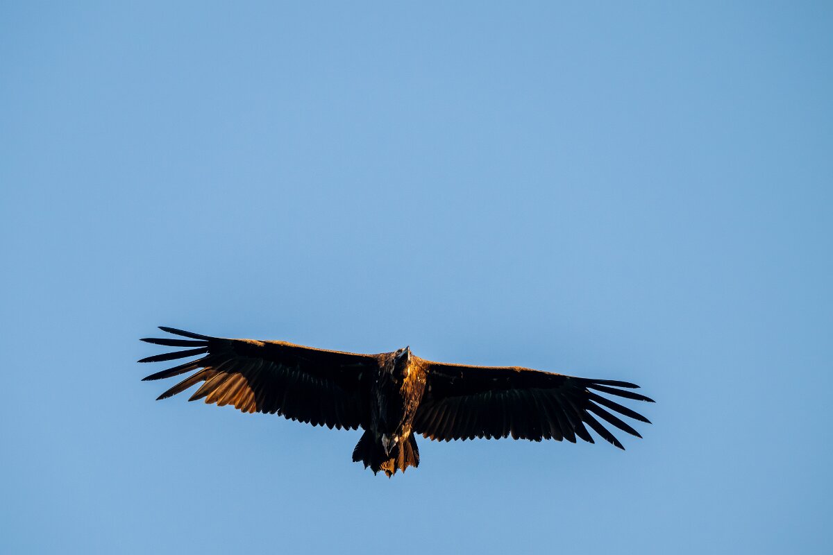 DPPhotography - Extremadura - Black vulture - A.jpg - Black vulture - Castillo de Monfragüe, Extremadura