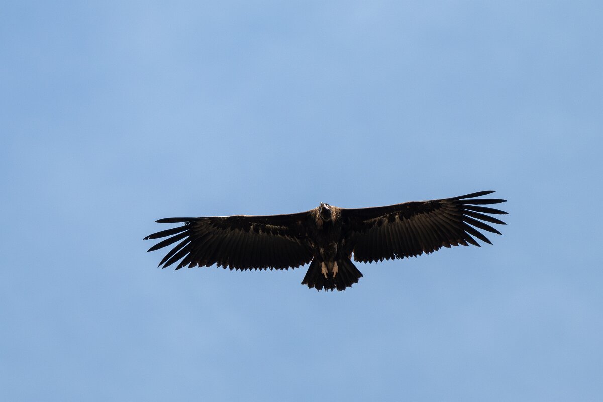 DPPhotography - Extremadura - Black vulture - L.jpg - Black vulture - Portilla del Tietar, Extremadura