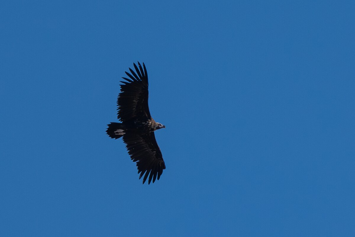 DPPhotography - Extremadura - Black vulture - N.jpg - Black vulture - Trujillo Plains, Extremadura