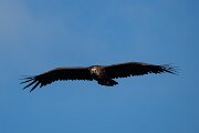 DPPhotography - Extremadura - Black vulture - B