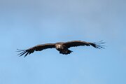 DPPhotography - Extremadura - Black vulture - E