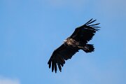 DPPhotography - Extremadura - Black vulture - F