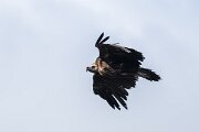 DPPhotography - Extremadura - Black vulture - G