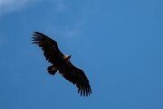DPPhotography - Extremadura - Black vulture - H