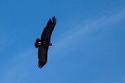 DPPhotography - Extremadura - Black vulture - I