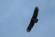 DPPhotography - Extremadura - Black vulture - K