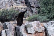 DPPhotography - Extremadura - Black vulture - M