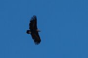 DPPhotography - Extremadura - Black vulture - N