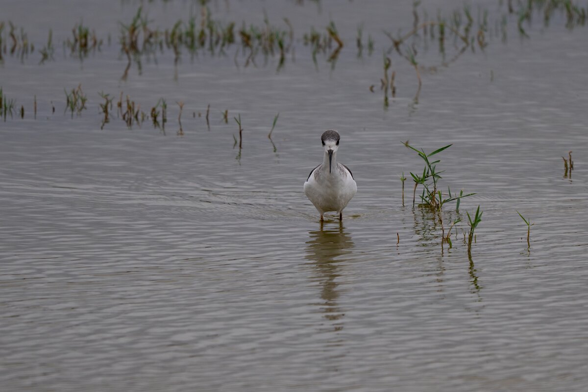 DPPhotography - Andalucia - Black-winged stilt - C.jpg - Black-winged stilt - Doñana National Park