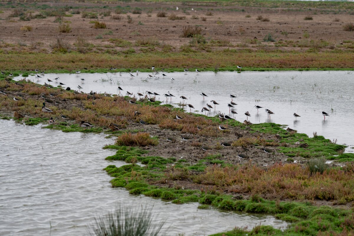 DPPhotography - Andalucia - Black-winged stilt - D.jpg - Black-winged stilt - Doñana National Park