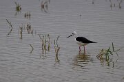 DPPhotography - Andalucia - Black-winged stilt - A